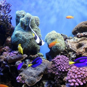 Mass Animal Die-offs Are On The Rise