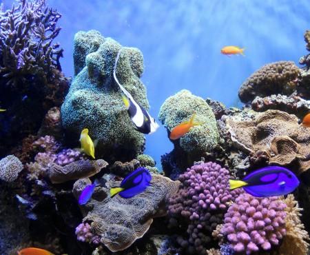 Mass Animal Die-offs Are On The Rise